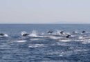 Delfini sempre più presenti, ecco come comportarsi
